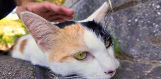 撫でられる猫