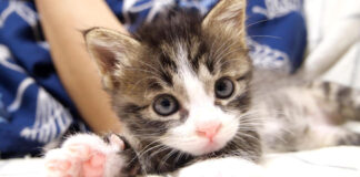 養育主さんと遊ぶ子猫