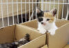 一緒に寝たい子猫