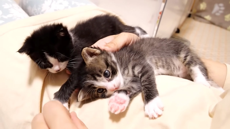 ママから離れない子猫達