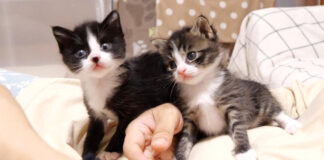 ママに寄り添う子猫達