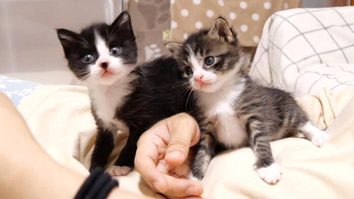 ママに寄り添う子猫達