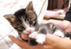 カミカミする子猫