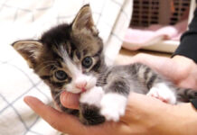カミカミする子猫