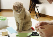 お兄ちゃんの家庭科の宿題を見守る猫