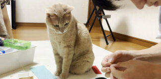 お兄ちゃんの家庭科の宿題を見守る猫
