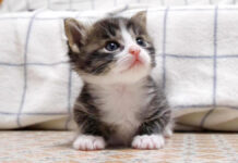 撫でて欲しい子猫