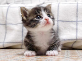 撫でて欲しい子猫