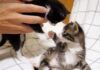 養育主さんに仲裁される子猫達