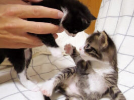 養育主さんに仲裁される子猫達