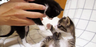 養育主さんに仲裁される子猫達