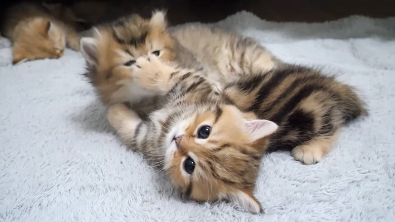 寄り添う子猫達