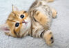 すぐに眠っちゃう子猫