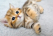 すぐに眠っちゃう子猫