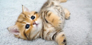 すぐに眠っちゃう子猫