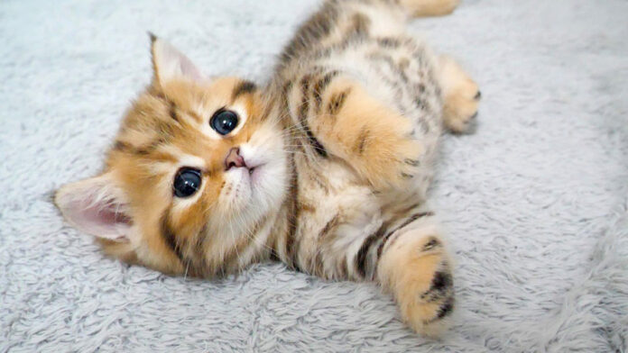 すぐに眠っちゃう子猫
