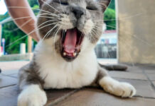 撫でると鳩みたいに鳴く猫