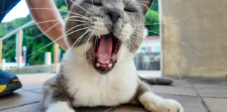 撫でると鳩みたいに鳴く猫