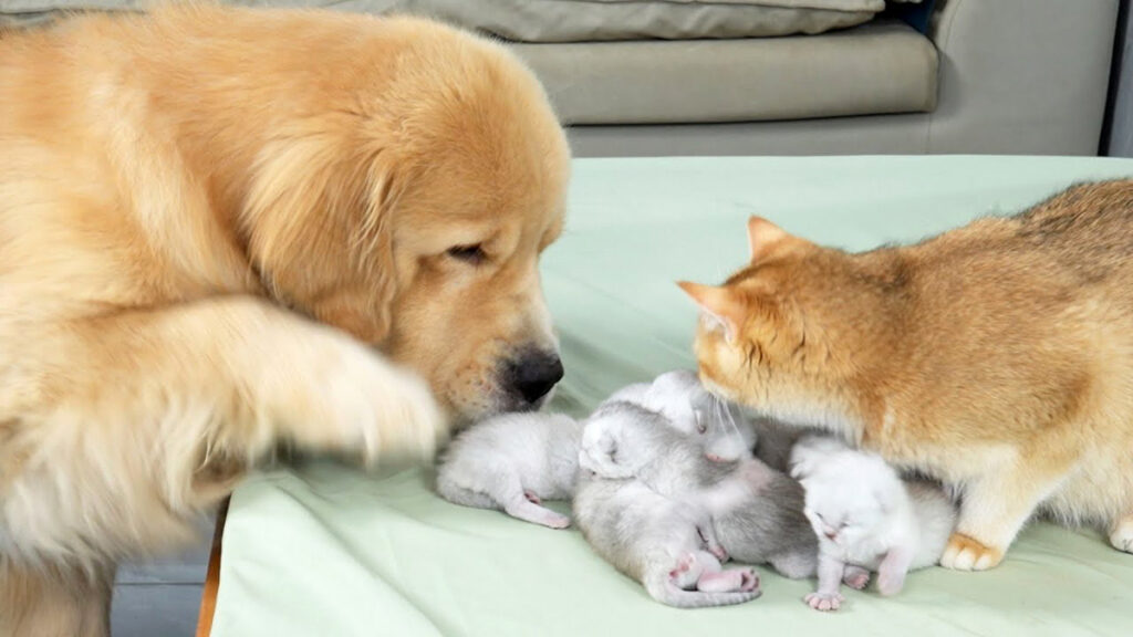 初めて会った幼い子猫達を世話し始めたレトリバー。すると母猫が可愛