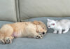 子犬が気になる子猫