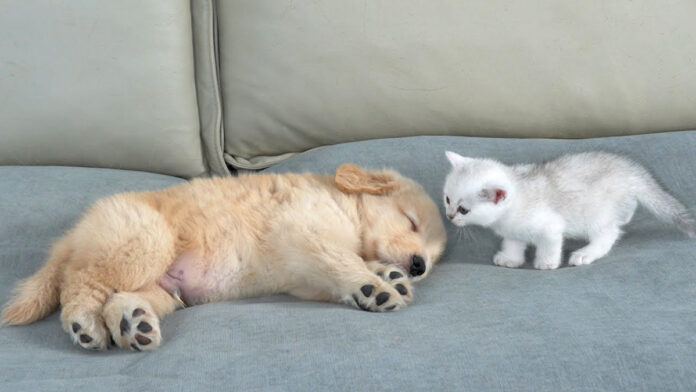 子犬が気になる子猫