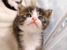 部屋から出たい子猫