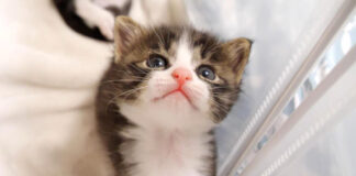 部屋から出たい子猫
