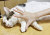 くつろぎタイムを邪魔された猫