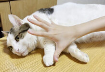 くつろぎタイムを邪魔された猫