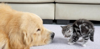 ゴールデンレトリバーを警戒する子猫