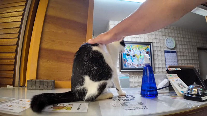 撫でられる猫
