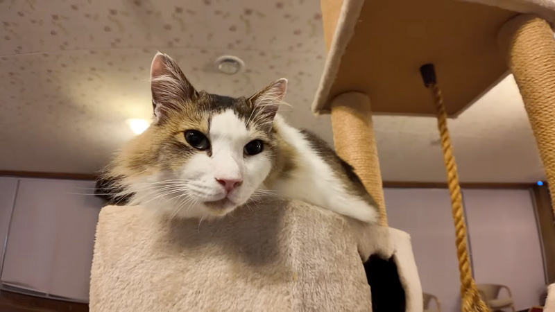 ラウンジでくつろぐ猫