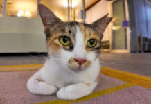 猫ホテルの猫