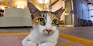 猫ホテルの猫