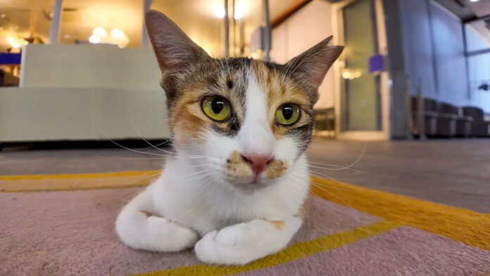 猫ホテルの猫