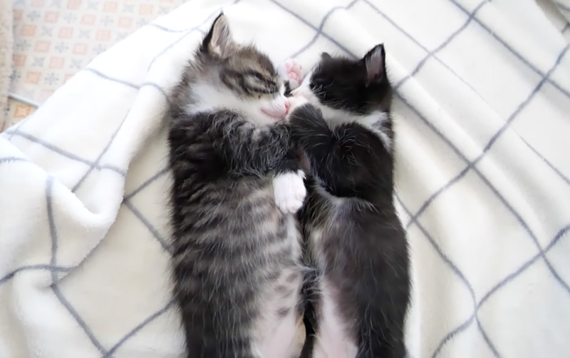 寄り添い合って眠る子猫達