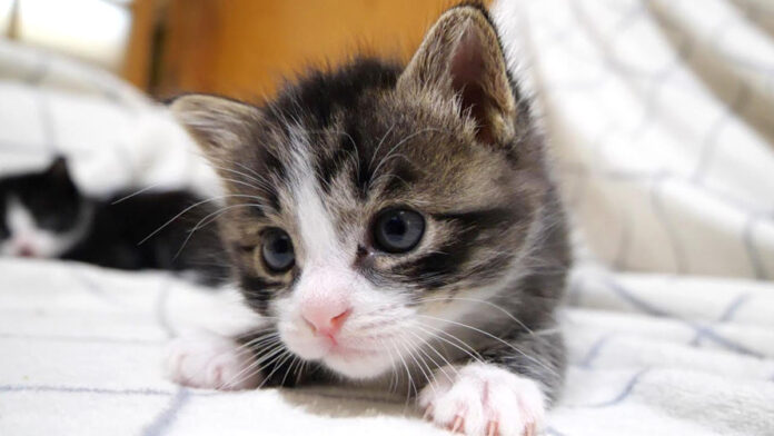 お腹いっぱいの子猫