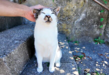 ナデナデされる猫