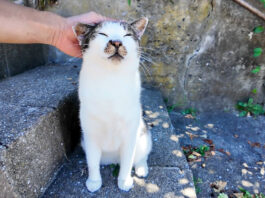ナデナデされる猫