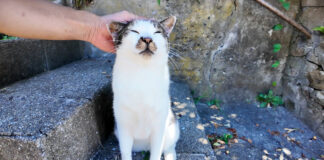 ナデナデされる猫