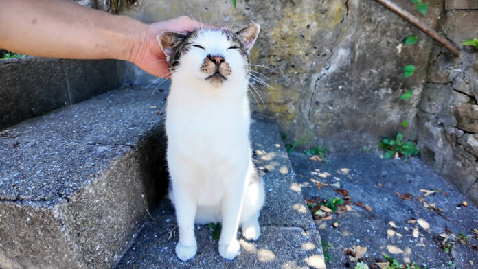 ナデナデされる猫