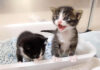 ミルクが飲みたい子猫達