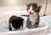 ミルクが飲みたい子猫達