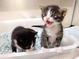 ミルクが飲みたい子猫達