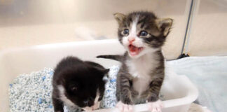 ミルクが飲みたい子猫達