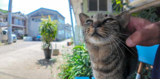 ナデナデされる猫
