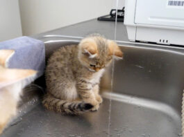 水が気になる子猫