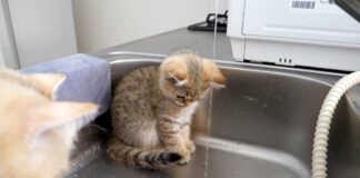 水が気になる子猫