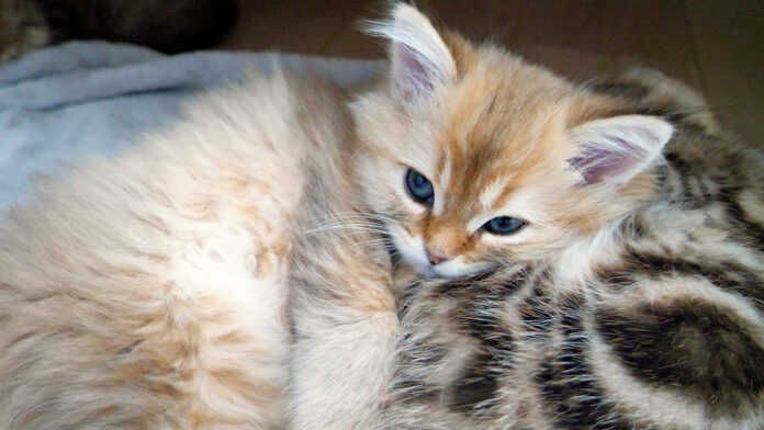 兄弟を枕にして眠る子猫
