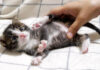 お腹をマッサージされる子猫